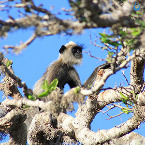 Bundala National Park