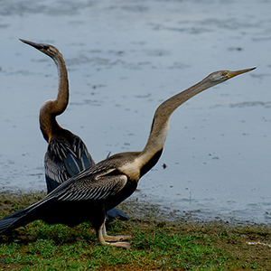 Bundala National Park