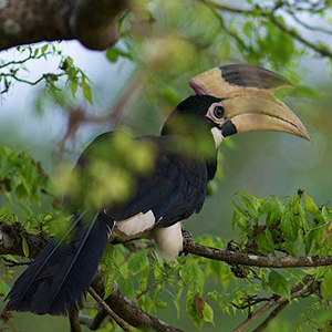 Bundala National Park