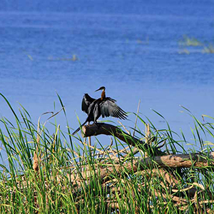 Bundala National Park