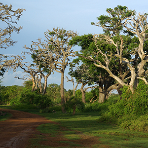 Bundala National Park