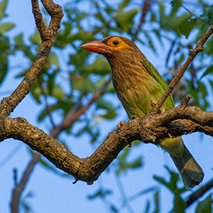 Bundala National Park