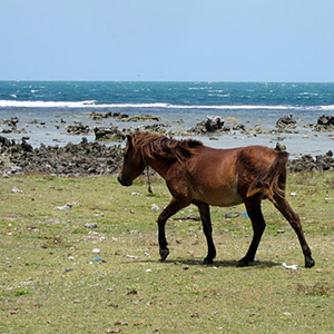 Delft island 