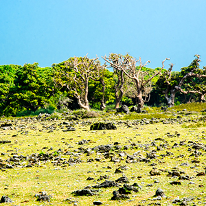 Delft island 