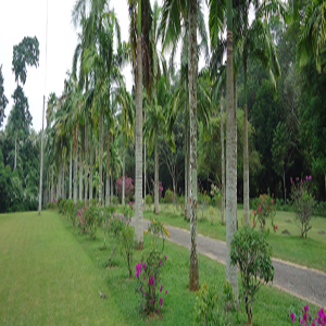 Henarathgoda Botanical Garden 