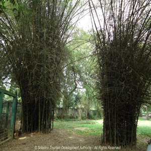 Henarathgoda Botanical Garden 