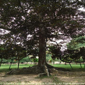 Henarathgoda Botanical Garden 