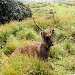 Horton Plains