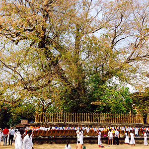 Kelaniya Raja Maha Viharaya