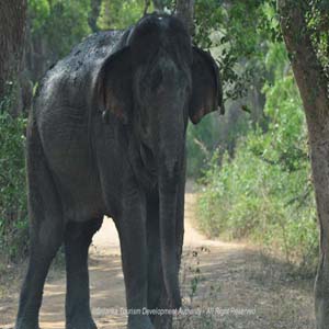 Lahugala Kitulana Forest Reserve