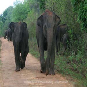 Lahugala Kitulana Forest Reserve