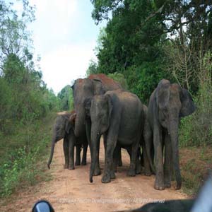 Lahugala Kitulana Forest Reserve