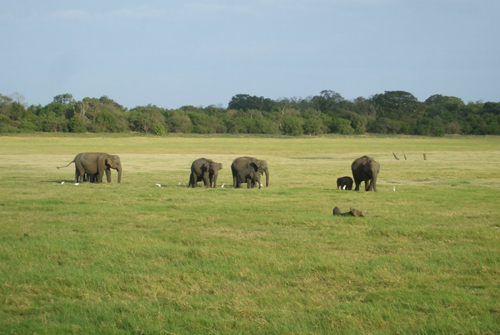 Elephants at Maduru Oya National park