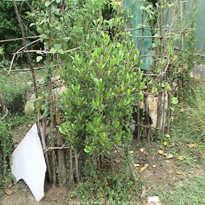 Nara Mangrove Garden