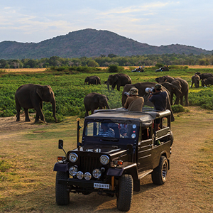 Minneriya National Park