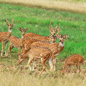 Minneriya National Park