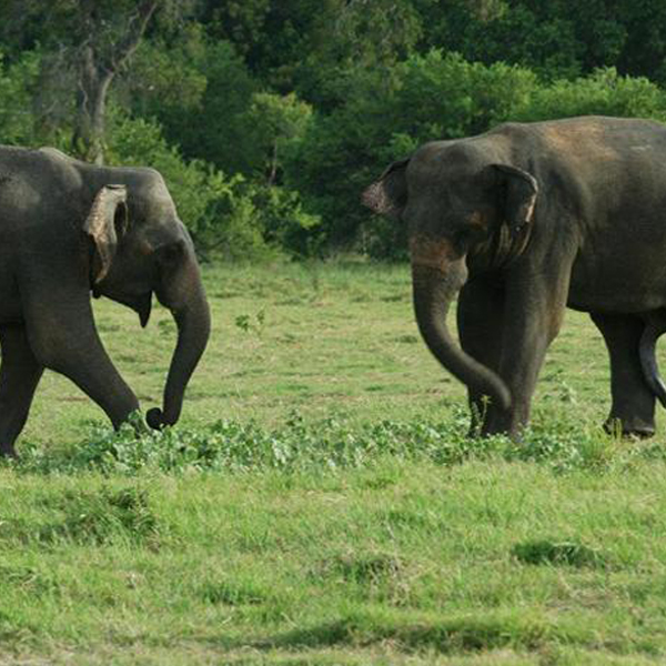 Travel Sri Lanka