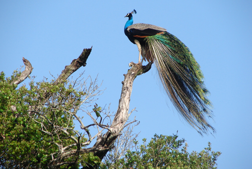 Peacock at Wasgamuwa National park