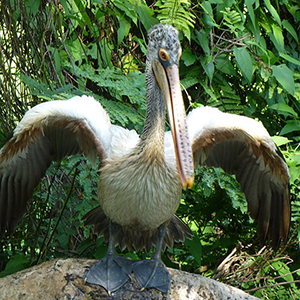 Dehiwala Zoo