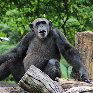 Dehiwala Zoo