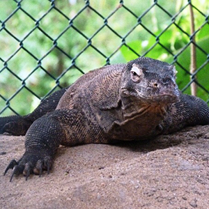 Dehiwala Zoo